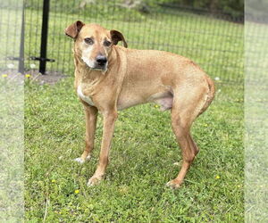 Chesapeake Bay Retriever-Unknown Mix Dogs for adoption in Virginia Beach, VA, USA