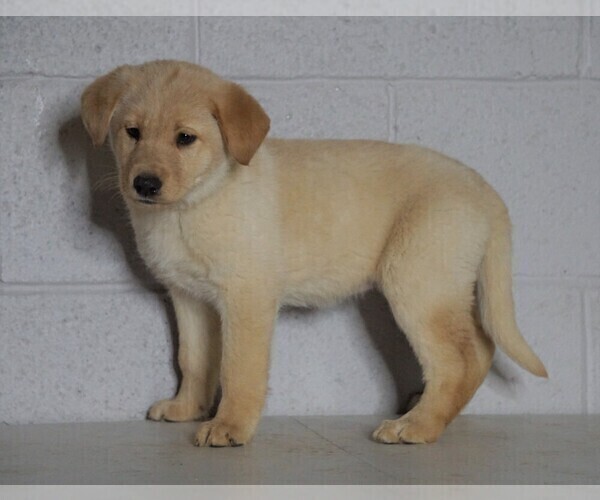 Medium Photo #2 Shepradors Puppy For Sale in FREDERICKSBG, OH, USA
