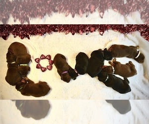 Doberman Pinscher Litter for sale in NEW MADISON, OH, USA