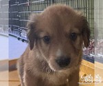 Small Colonial Cocker Spaniel Mix