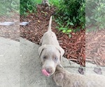 Small Photo #20 Labrador Retriever Puppy For Sale in LEASBURG, MO, USA