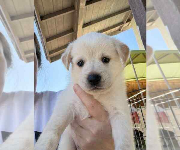 Medium Photo #1 Mutt Puppy For Sale in San Diego, CA, USA
