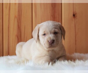 Labrador Retriever Puppy for sale in FREDERICKSBURG, OH, USA