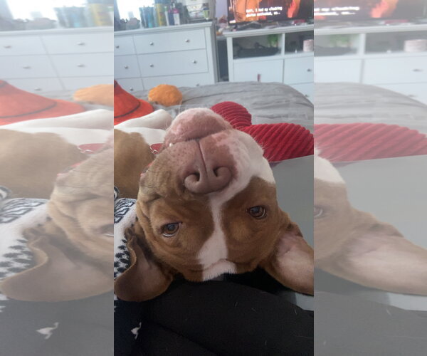 Medium Photo #4 American Pit Bull Terrier-Unknown Mix Puppy For Sale in Oakhurst, NJ, USA