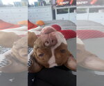 Small #3 American Pit Bull Terrier Mix