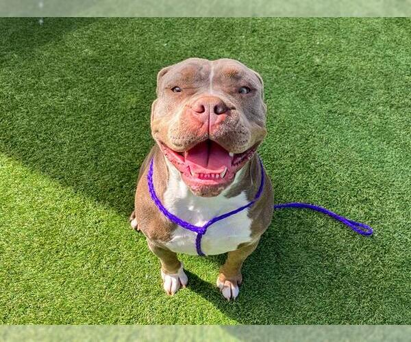 Medium Photo #1 American Pit Bull Terrier Puppy For Sale in Orange, CA, USA