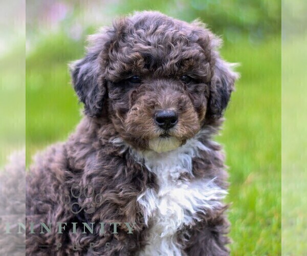 Medium Photo #5 Bernedoodle (Miniature) Puppy For Sale in DENVER, PA, USA