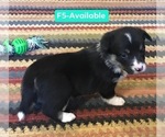 Small Photo #14 Cowboy Corgi Puppy For Sale in SUMMERVILLE, GA, USA