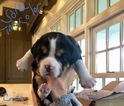 Small Photo #7 Boston Terrier-Cavalier King Charles Spaniel Mix Puppy For Sale in SMITHFIELD, VA, USA