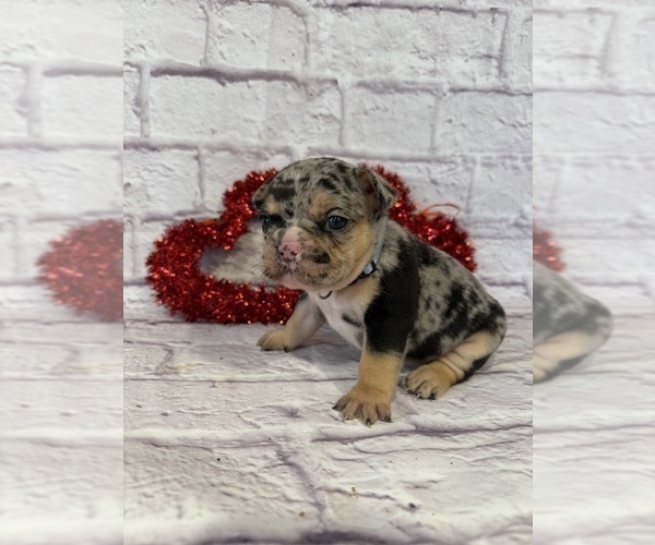 Medium Photo #4 French Bulldog Puppy For Sale in ELKHORN, WI, USA