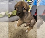 Puppy 4 German Shepherd Dog-Great Pyrenees Mix