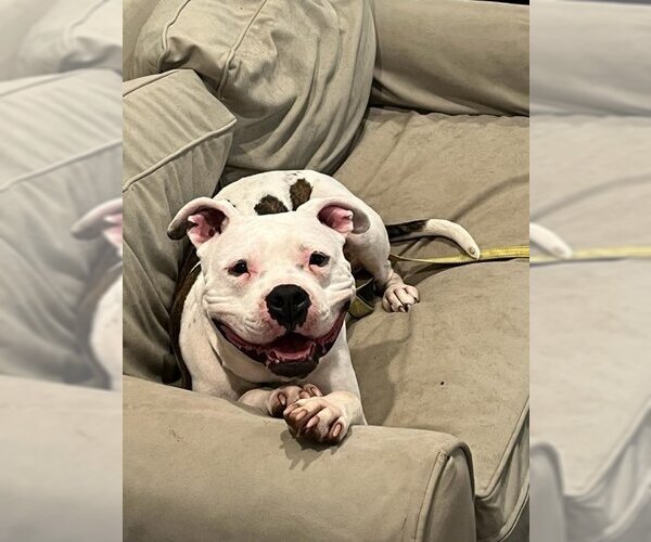 Medium Photo #1 Bullboxer Pit Puppy For Sale in Brewster, NY, USA