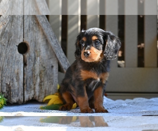 Medium Photo #5 Cavapoo Puppy For Sale in MILLERSBURG, OH, USA