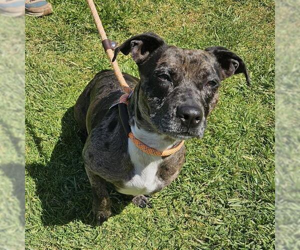 Medium Photo #1 Dachshund-Unknown Mix Puppy For Sale in Camarillo, CA, USA