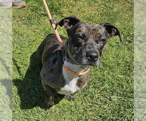 Dachshund-Unknown Mix Dogs for adoption in Camarillo, CA, USA