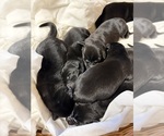 Litter of 8 - Male(s) and Female(s) Labrador RetrieverLitter of Puppies for Sale - Photo #3