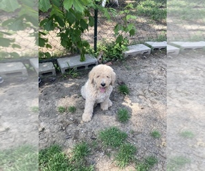 Goldendoodle Puppy for sale in WILLS POINT, TX, USA
