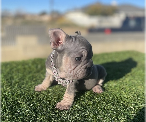Medium Photo #16 French Bulldog Puppy For Sale in JACKSONVILLE, FL, USA