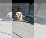 Small Photo #1 Olde English Bulldogge Puppy For Sale in NEW LISBON, NJ, USA