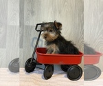 Small Photo #2 Yorkshire Terrier Puppy For Sale in CANOGA, NY, USA