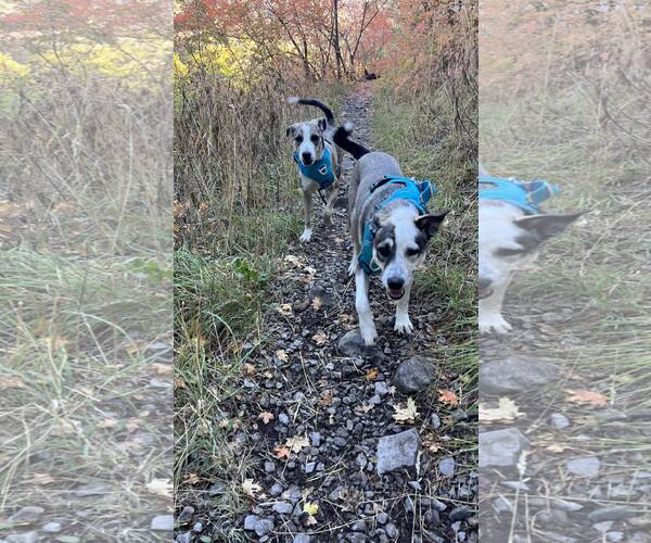 Medium Photo #5 Catahoula Leopard Dog-Unknown Mix Puppy For Sale in Sandy, UT, USA