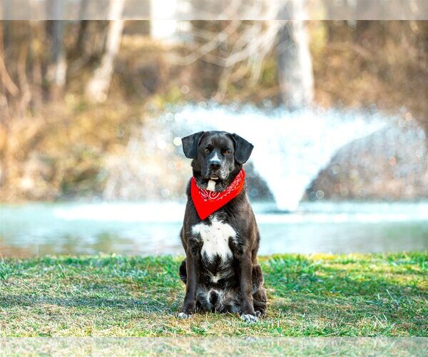 Medium Photo #6 Labrador Retriever-Unknown Mix Puppy For Sale in Unionville, PA, USA