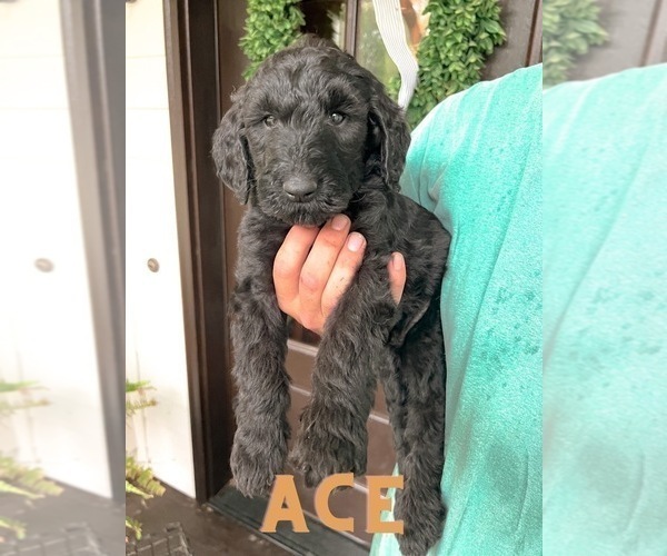 Medium Photo #4 Goldendoodle Puppy For Sale in ROCKY MOUNT, NC, USA
