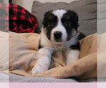 Small Photo #6 Border-Aussie Puppy For Sale in CAMARILLO, CA, USA