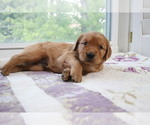 Small Photo #4 Golden Retriever Puppy For Sale in SAN ANTONIO, TX, USA