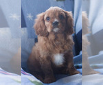 Small Photo #4 Cavalier King Charles Spaniel Puppy For Sale in MILWAUKEE, WI, USA