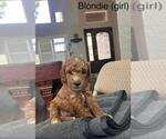 Small Photo #20 Cock-A-Poo Puppy For Sale in FOLSOM, CA, USA