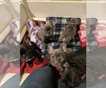 Small Photo #1 French Bulldog Puppy For Sale in CHINO HILLS, CA, USA