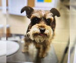 Small #1 Mutt