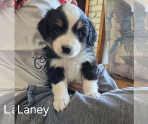 Miniature Australian Shepherd Puppy for sale in PLEVNA, MT, USA