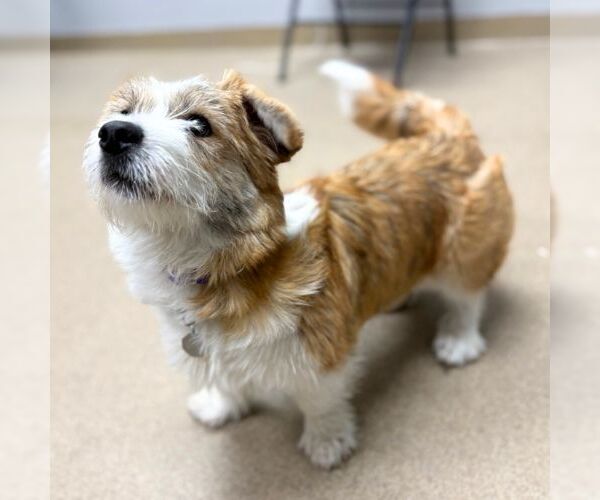 Medium Photo #1 Cardigan Welsh Corgi-Unknown Mix Puppy For Sale in Aurora, CO, USA