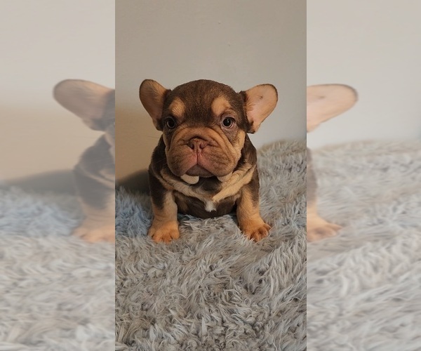 Medium Photo #1 French Bulldog Puppy For Sale in INDIANAPOLIS, IN, USA