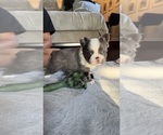 Small #1 French Bulldog