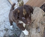 Small Photo #38 Border Collie Puppy For Sale in HARRISON, ID, USA