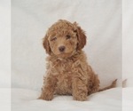 Puppy Matcha green Goldendoodle (Miniature)
