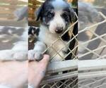 Small #3 Border-Aussie
