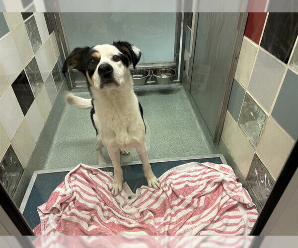 Medium Photo #1 Catahoula Leopard Dog-Unknown Mix Puppy For Sale in Plano, TX, USA