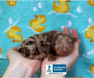 Dachshund Puppy for sale in WINNSBORO, LA, USA