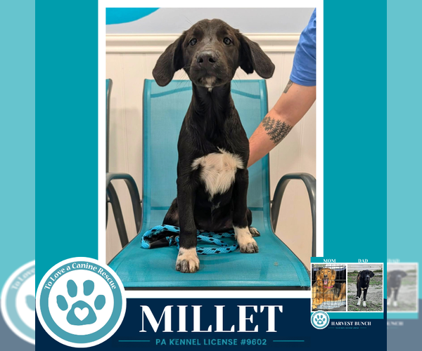Medium Photo #4 Labrador Retriever-Unknown Mix Puppy For Sale in Kimberton, PA, USA