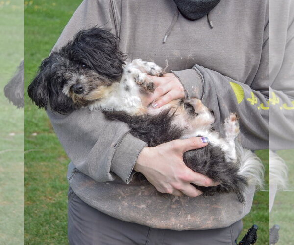 Medium Photo #5 Shih Tzu Puppy For Sale in Huntley, IL, USA