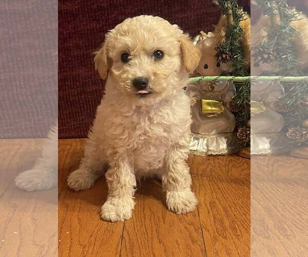 Medium Photo #3 Pomeranian Puppy For Sale in HOPKINSVILLE/PRINCETON, KY, NH, USA