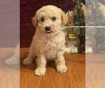 Small #2 Pomeranian