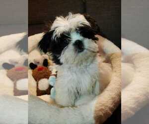 Shih Tzu Puppy for sale in DECATUR, GA, USA