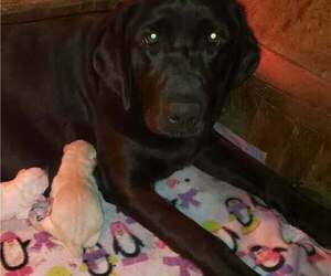 Mother of the Labrador Retriever puppies born on 02/20/2026