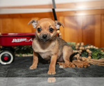 Small Photo #12 Chihuahua Puppy For Sale in GENEVA, IN, USA