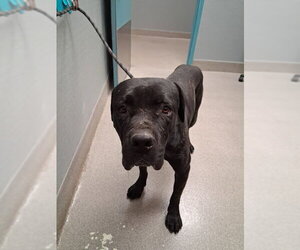 Mutt Dogs for adoption in Las Vegas, NV, USA